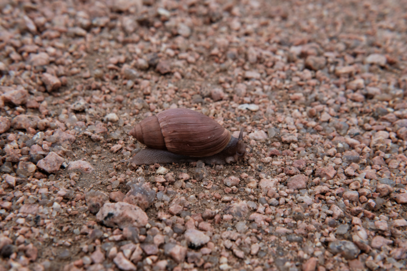 snail on walking trail