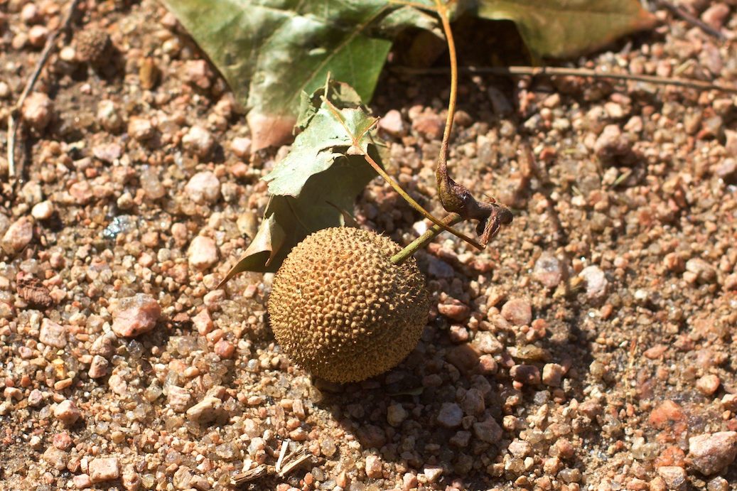 Sycamore Seed Pod